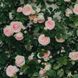Роза плетистая Eden Rose