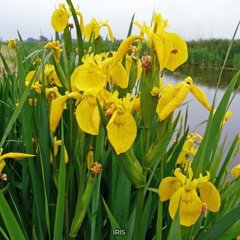 Ирис болотный желтый