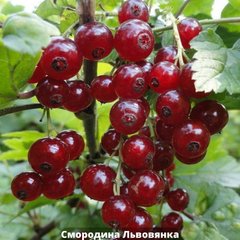 Смородина красная Львовянка 66850 фото