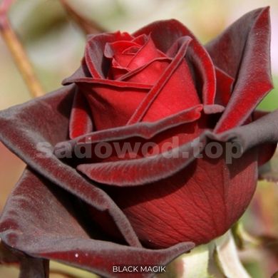 Троянда чайно-гібридна Black Magik