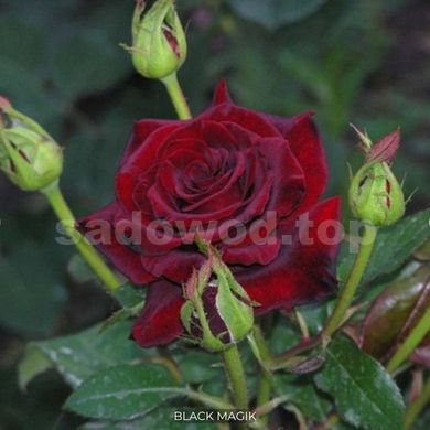 Роза чайно-гибридная Black Magik