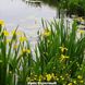 Ирис болотный желтый 66723 фото 4