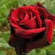 Троянда чайно-гібридна Black Magik