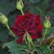 Роза чайно-гибридная Black Magik