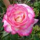 Троянда плетиста Handel