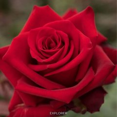 Роза чайно-гибридная Explorer