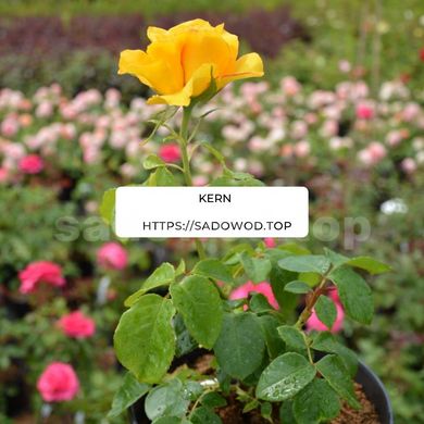 Роза чайно-гибридная Kern