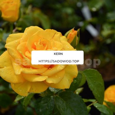 Роза чайно-гибридная Kern