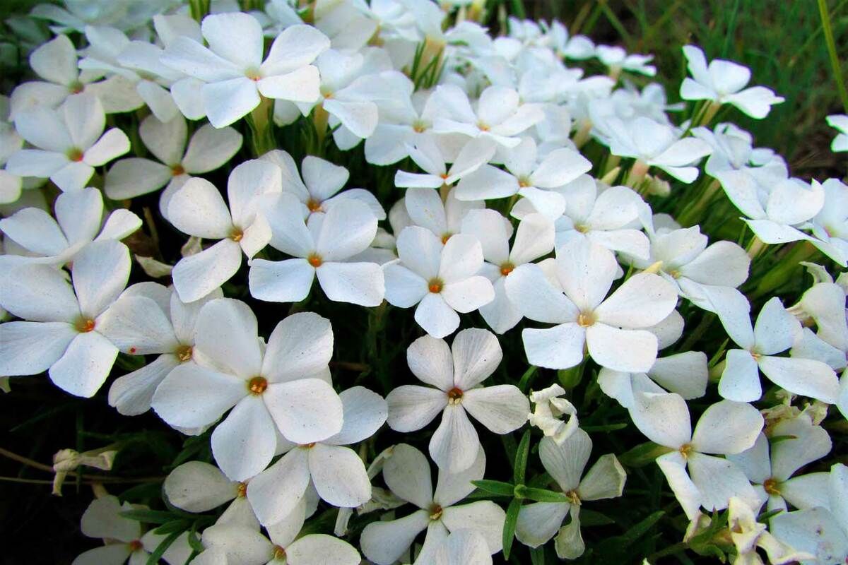 Флокс белый налет. Флокс Maischnee. Флокс Уайт Дилайт. Phlox subulata White Delight. Флокс White Delight.