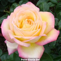 Роза чайно-гибридная Gloria Dei (Глория Дей розовая) 66831 фото