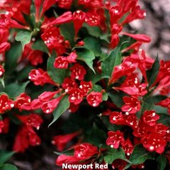 Вейгела гибридная Newport Red (Ньюпорт Ред) 41152  фото