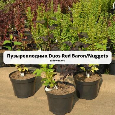 Пузыреплодник Duos Red Baron and Nuggets 194H60-70V5 фото