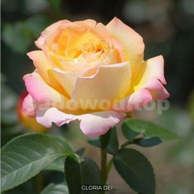 Троянда чайно-гібридна Gloria dei