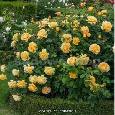 Троянда англійська плетиста Golden Celebration