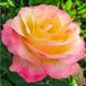 Роза чайно-гибридная Gloria Dei