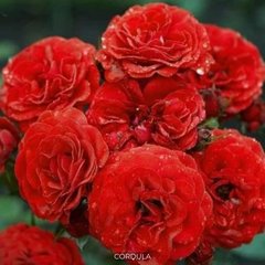 Роза флорибунда Cordula