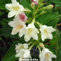 Вейгела цветущая Alba (Альба) 66660 фото