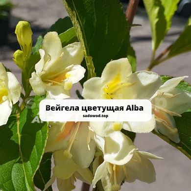 Вейгела квітуча Alba 148HV фото