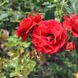 Роза плетистая Amadeus