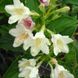 Вейгела квітуча Alba (Альба) 148HV фото 1