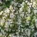 Вейгела цветущая Alba 148CM20-30L3 фото 2