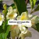 Вейгела квітуча Alba (Альба) 148HV фото 3