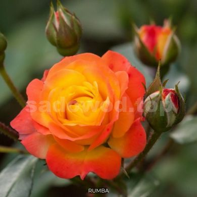 Роза полиантовая Rumba