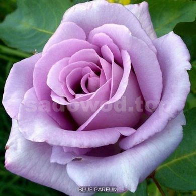 Троянда чайно-гібридна Blue Parfum