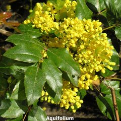 Магония Aquifolium (Аквафолиум) 100320264 фото