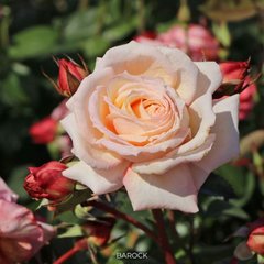 Роза плетистая Barock
