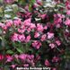 Вейгела квітуча Boskoop Glory (Боскоп Глорі) 149H30-40V5 фото 3