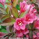 Вейгела квітуча Boskoop Glory (Боскоп Глорі) 149H30-40V5 фото 2