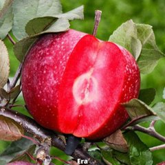 Яблоня красномясая Эра 100320315 фото
