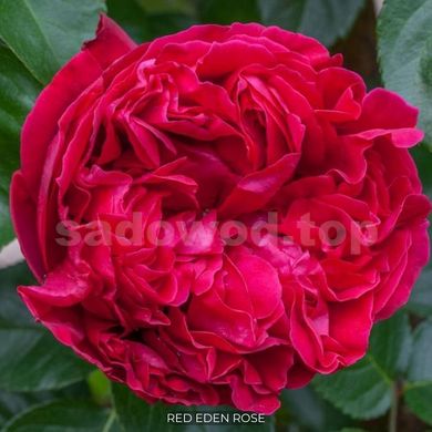 Роза английская паркова Red Eden Rose