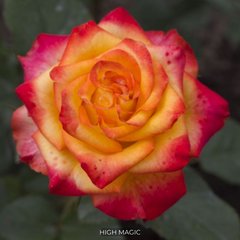 Роза чайно-гибридная High Magic