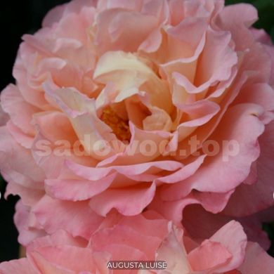 Троянда чайно-гібридна Augusta Luise