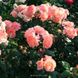 Роза чайно-гибридная Augusta Luise