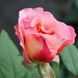 Троянда чайно-гібридна Augusta Luise