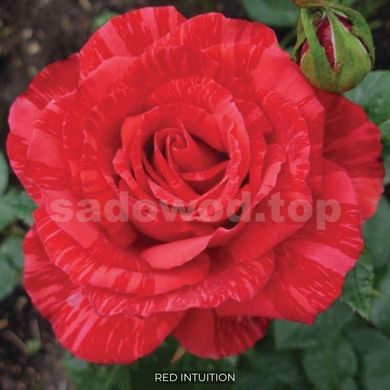 Троянда чайно-гібридна Red Intuition