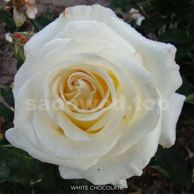 Троянда чайно-гібридна White Chocolate