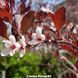 Слива червонолиста Pissardii (Пісарді) 115H120-135V15 фото 4